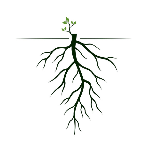 Tree Roots and germinate limb. Roots of plants. Outline Illustration. - Vector, Image