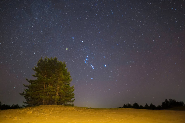 夜の草原風景、オリオン星座の下で松の木 - 写真・画像
