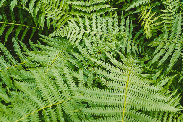 Saniainen lehdet vihreässä metsässä taustana
 - Valokuva, kuva