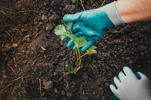 Cultivador de guantes plantado arbusto de fresa en el suelo. Jardinería, trabajos de primavera en el jardín
. - Foto, Imagen