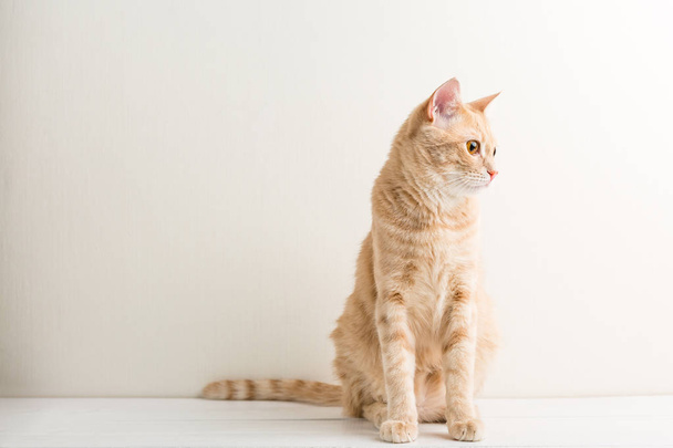 Gato vermelho, fundo de madeira branco, animal de estimação, espaço de cópia
 - Foto, Imagem