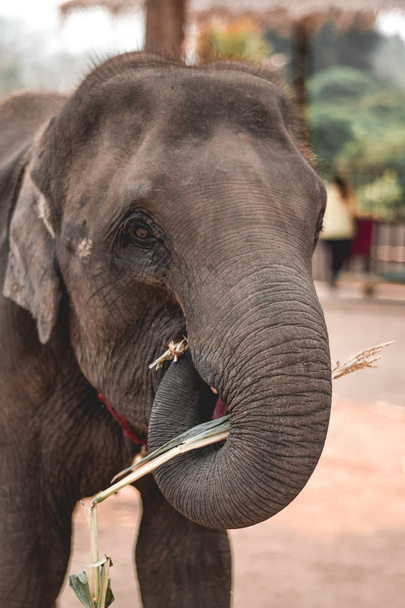Young elephant feeding himself on sugarcane in Elephant Sanctuary Chiang Mai Thailand - 写真・画像