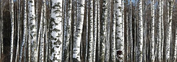 πανοραμική φωτογραφία του την όμορφη σκηνή με σημύδες σε Φθινοπωρινό δάσος σημύδας τον Νοέμβριο, μεταξύ των άλλων σημύδες στο άλσος βετούλης (σημύδας) - Φωτογραφία, εικόνα