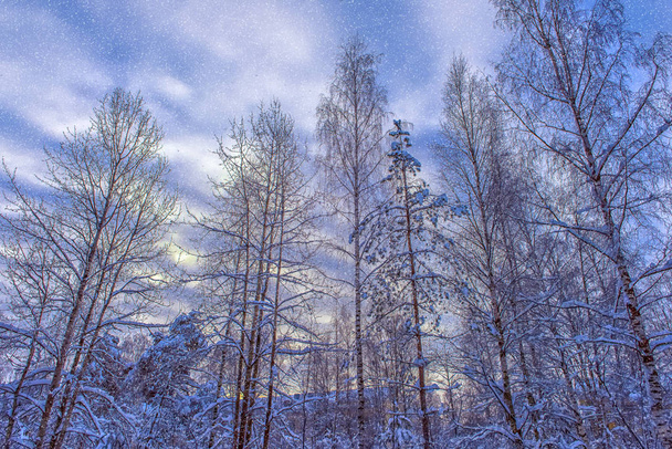 trees with snowy branches in the snowfall and beautiful sky - Fotoğraf, Görsel