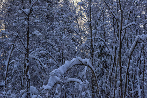 trees with snow branches in snowfall - Fotoğraf, Görsel
