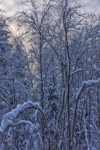 trees with snow branches in snowfall - Foto, Imagen