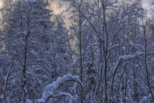 trees with snow branches in snowfall - Photo, image