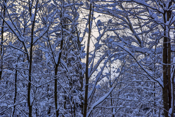 trees with snow branches in snowfall - Foto, Imagem