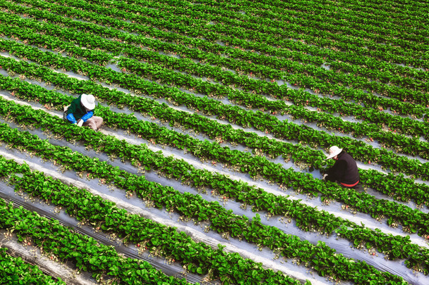 Γεωργός που καθορίζει το πεδίο Φράουλα - Φωτογραφία, εικόνα