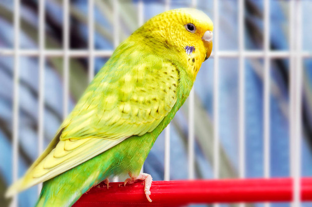Amarillo verde loro ondulado se sienta en una jaula
, - Foto, Imagen