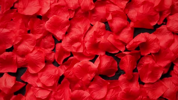 Background of beautiful red rose petals. Top view - Footage, Video
