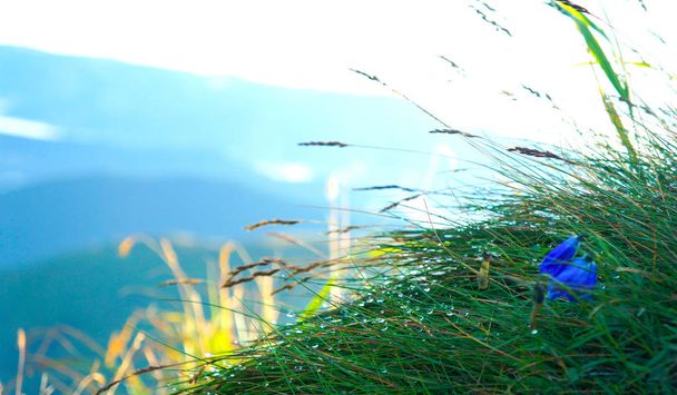 Spikelets of grass against the sky. Crimean mountains                                - Photo, Image