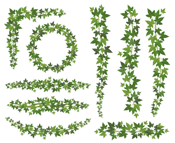 Grüner Efeu. Blätter an hängenden Schlingpflanzen-Ästen. Wandkletterei Efeu Dekoration Wandpflanze Vektorset - Vektor, Bild