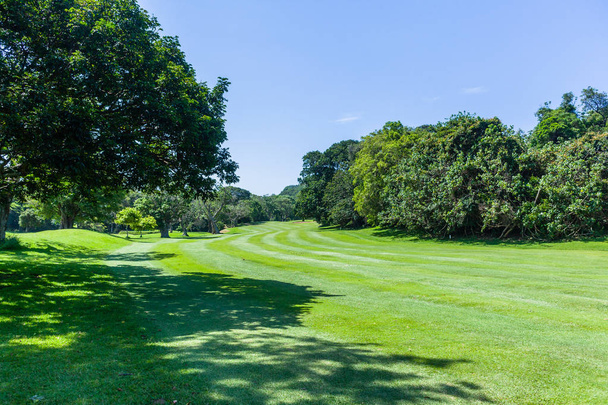 Pole golfowe wąskie fairway poprzez drzew po obu stronach do dołków flagstick zielony latem Malownicze nadmorskie. - Zdjęcie, obraz