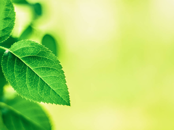 zielone liście - natura tła i wiosenny stylu koncepcja - Zdjęcie, obraz