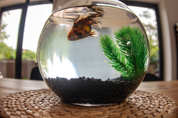 小石鉢、金魚鉢で丸みを帯びた形状、黄金魚、国内ペットの水族館で黄金魚 - 写真・画像