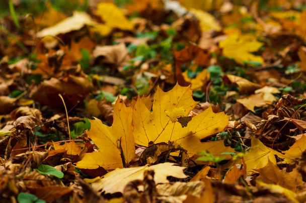 Closeup of yellow autumn leaves covers the ground in autumn day. low point. selective focus. - Φωτογραφία, εικόνα