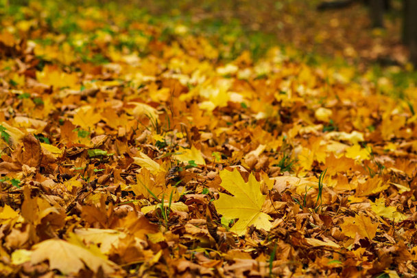 Closeup of yellow autumn leaves covers the ground in autumn day. low point. selective focus. - Foto, imagen