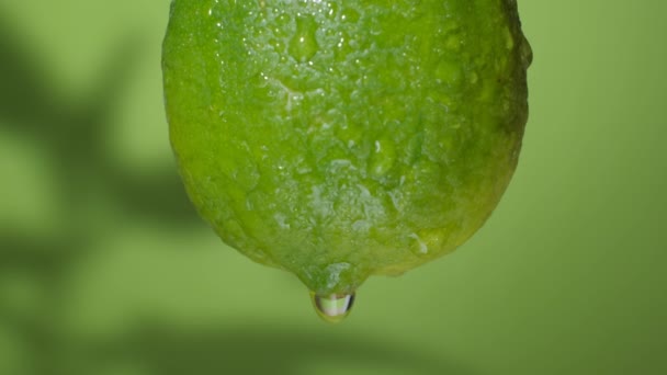 Gotas de água da chuva de frutas de limão, belas imagens naturais HD sazonais frescas, fundo natural verde
. - Filmagem, Vídeo