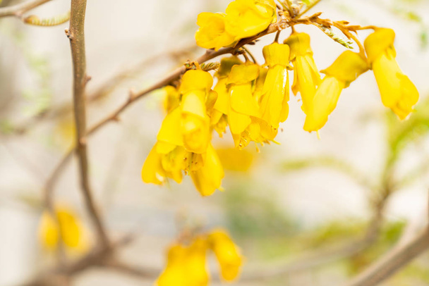 Bright yellow kowhai flowers close-up in selective focus. - Photo, Image