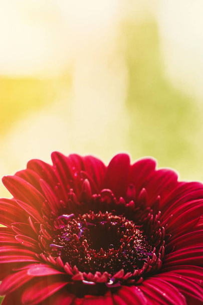 κόκκινο λουλούδι και μια ηλιόλουστη μέρα - ανοιξιάτικες διακοπές και floral φόντο στυλ έννοια - Φωτογραφία, εικόνα