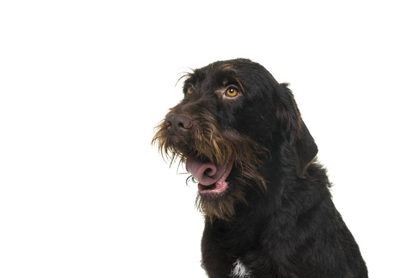 Retrato de la cabeza de la hembra Cesky Fousek perro jadeando mirando hacia otro lado visto desde el frente aislado sobre un fondo blanco
 - Foto, imagen