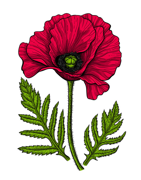 Hand drawn vector illustration of a red poppy with leaves on white background. Element for design. - Вектор, зображення