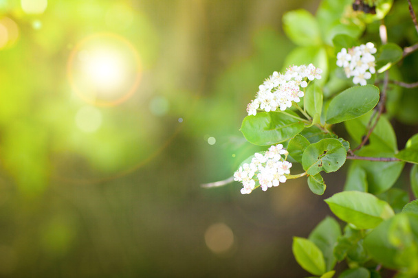 білі квіти навесні
 - Фото, зображення