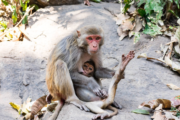 Un claquement impressionnant de mère de singe donne du lait à son enfant de singe dans une grosse pierre avec soin et amour
. - Photo, image