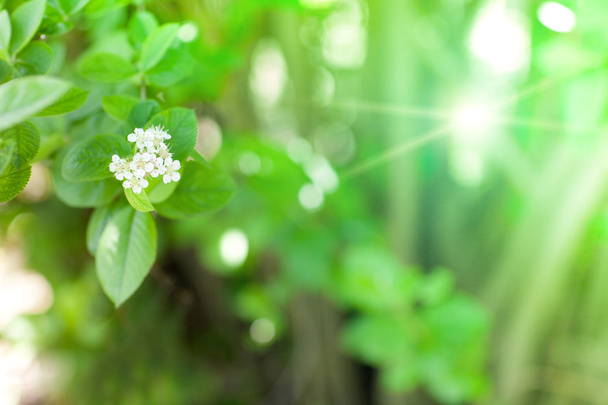 білі квіти навесні
 - Фото, зображення