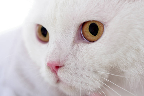 Pet cats. Cat face close up. White fluffy kitten - Fotografie, Obrázek
