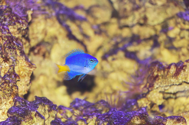 Pequeños peces azules en su hábitat natural
. - Foto, Imagen