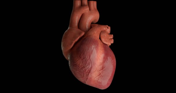 Human heart beating in loop - Footage, Video