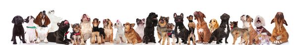 large curious team of dogs with bowties and colorful collars standing, sitting and lying on white background - Photo, Image