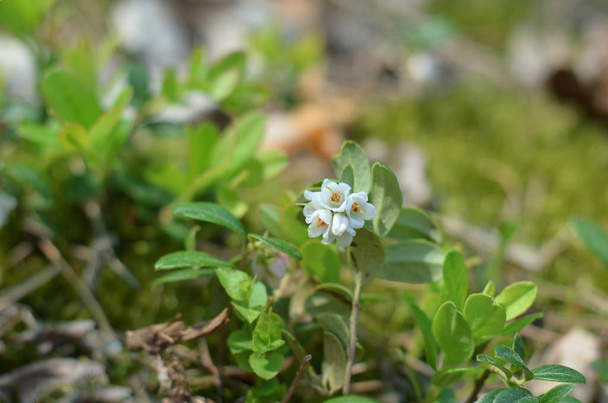 Flores de mirtilo na primavera (Vaccinium vitis-idaea). Flora da Ucrânia. (Profundidade de campo rasa, close-up
). - Foto, Imagem