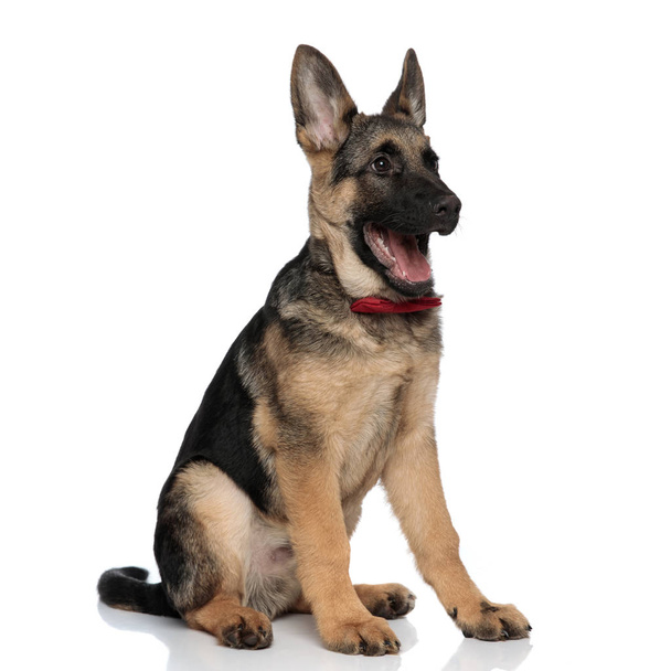 happy german shepard wearing red bowtie looks to side while sitting on white background with mouth open - Photo, Image
