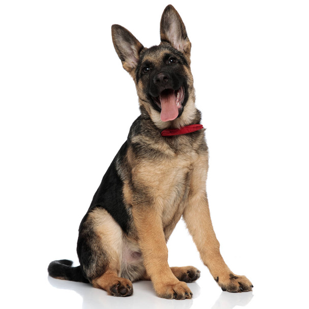 excited german shepard wearing red bowtie looks up while sitting on white background - Photo, Image