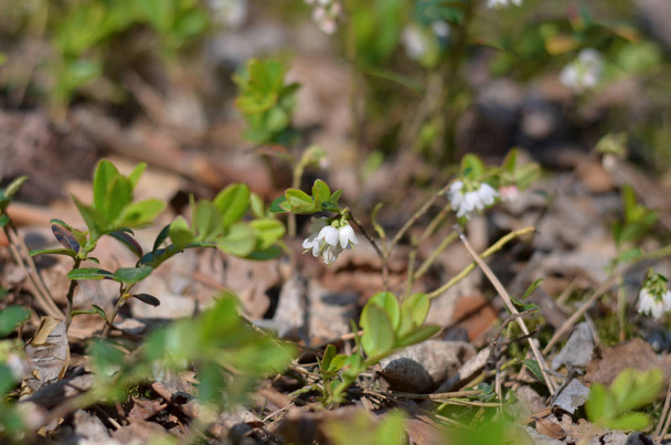 スノキ属 vitis-製薬学的。春の森のコケモモの花。ウクライナのフローラ。(フィールドの深さの浅いクローズ アップ). - 写真・画像