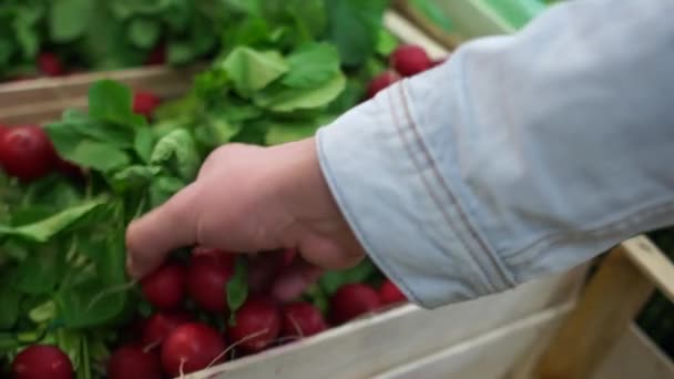 Un homme méconnaissable cueille des grappes fraîches de radis avec des légumes verts. Main masculine, végétarisme, alimentation saine, achats au supermarché et au bazar
 - Séquence, vidéo