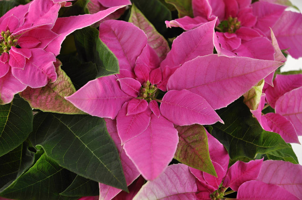 деталь цветка розовой пуансеттии
 - Фото, изображение