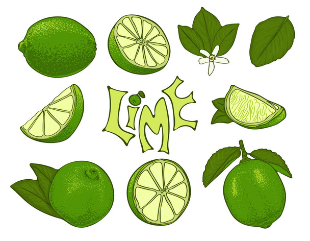 Set of lime vector symbols in sketch style - Vector, Image
