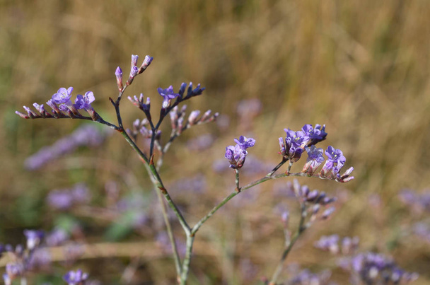 Limonium (Statice) flor florescendo. Flora da Ucrânia. (Profundidade de campo rasa, close-up
) - Foto, Imagem
