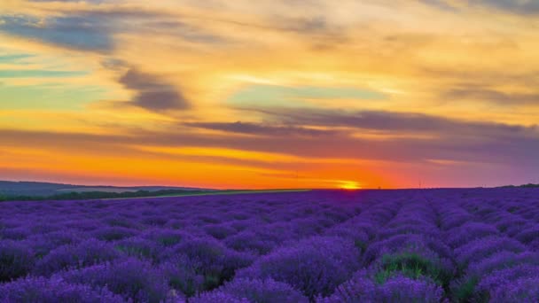 Time-lapse van zonsondergang Over een gebied van lavendel. - Video