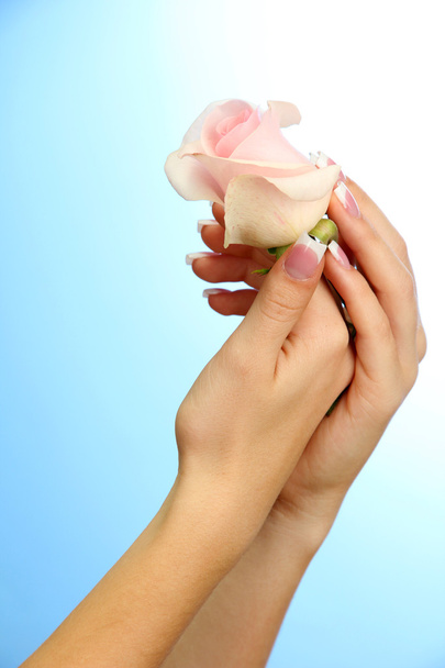 Beautiful woman hands with rose, on blue background - Фото, изображение