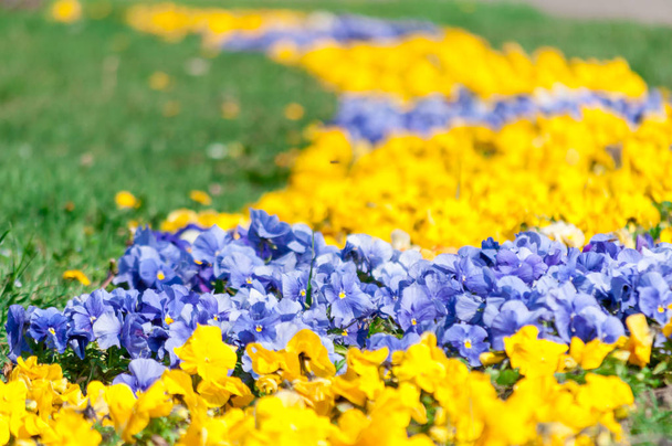 Közeli kép: színes árvácska virágok. Sekély mélység-ból mező. - Fotó, kép