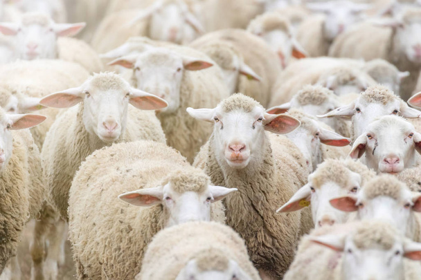 Troupeau de moutons, ferme ovine
 - Photo, image