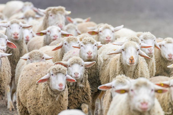 Стадо овец, овцеводство
 - Фото, изображение