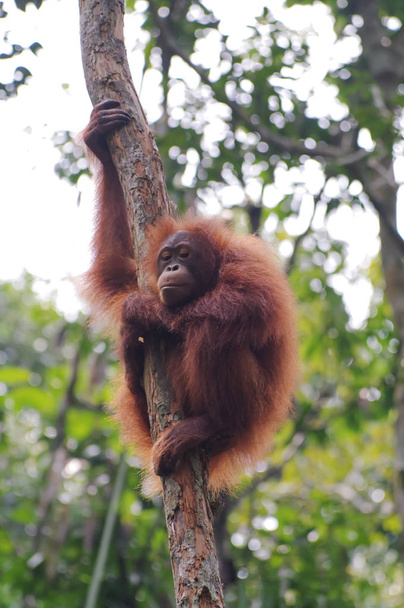 Orangután sobre un fondo de árboles verdes
 - Foto, imagen