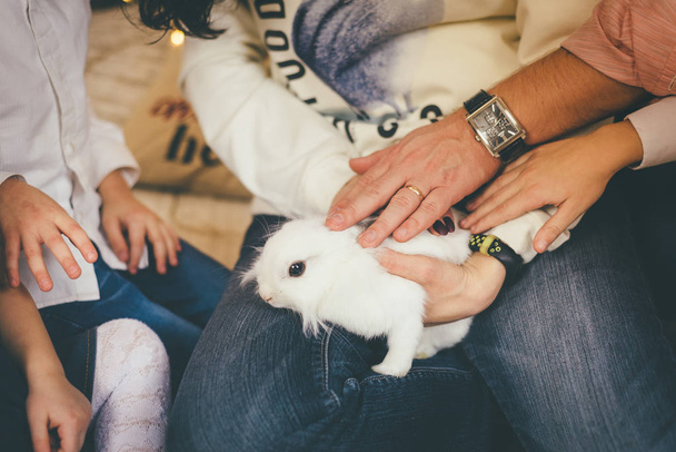 Люди трогают белого кролика
 - Фото, изображение