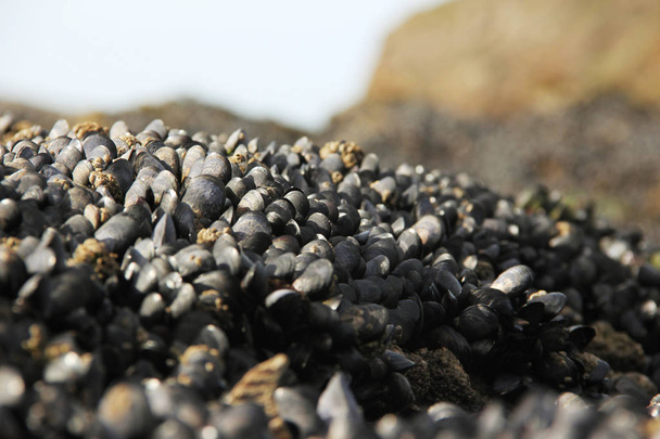 frische Muschelbildung auf einem Felsen am Strand am Atlantik bei Ebbe. - Foto, Bild
